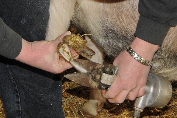 hoof trimming