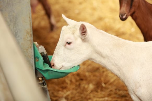 Dairy goat drinking water from bowl