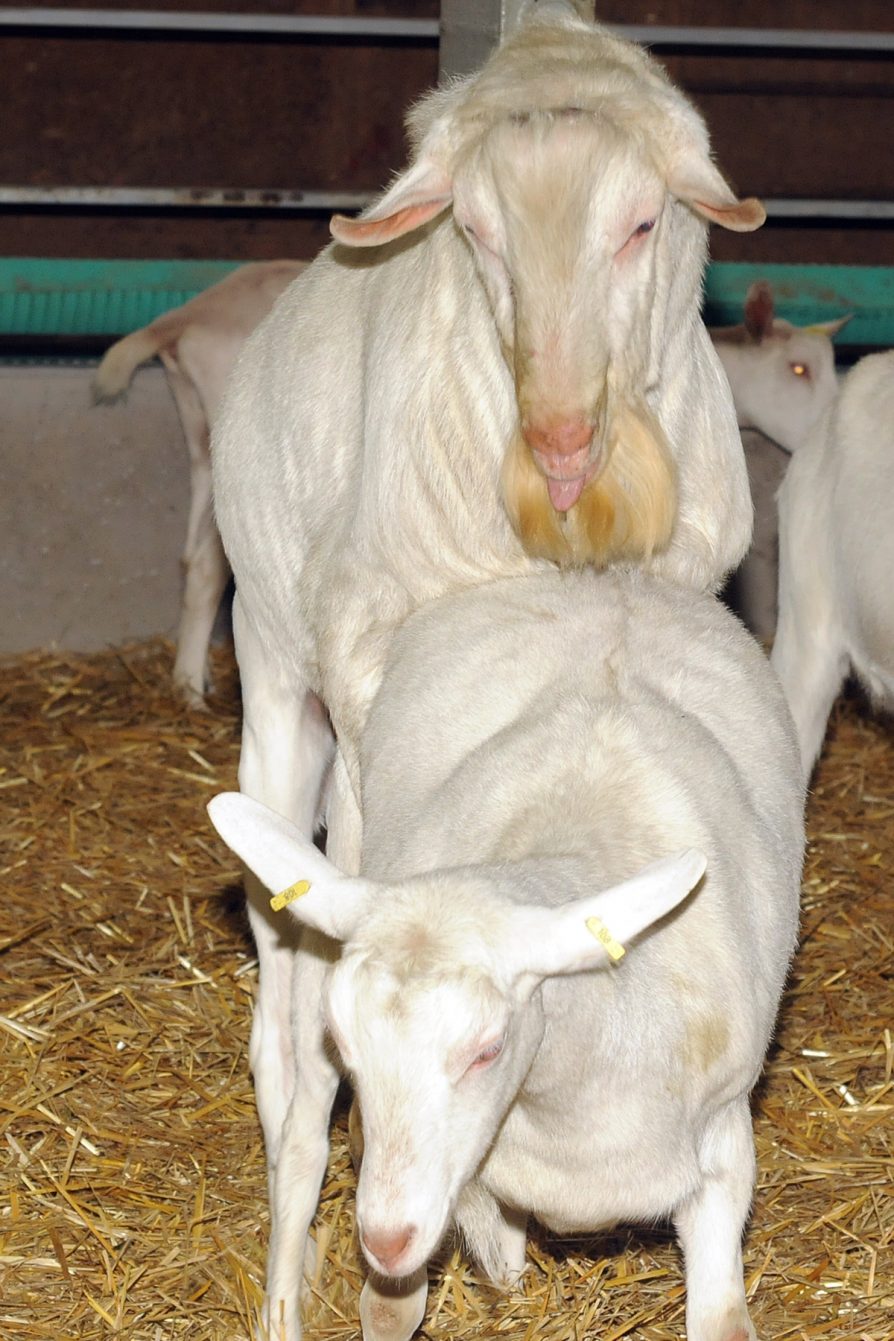 out-of-season-breeding-goat-gazette-january-2017-ontario-goat