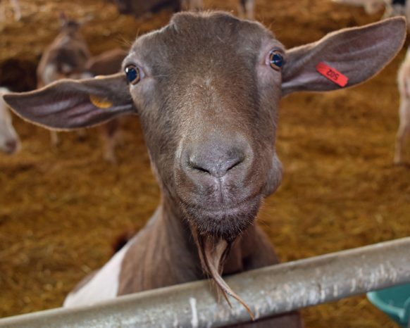 5 Common Illnesses Within a Goat's Nose - Backyard Goats