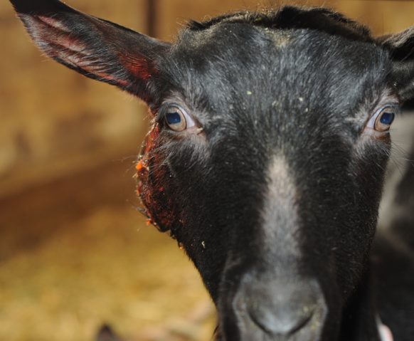 Preventing and controlling Caseous Lymphadenitis (CL) – Ontario Goat